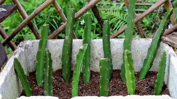 扦插繁殖火龙果,做好几点小工作,15天内生根发芽-生活视频-搜狐视频