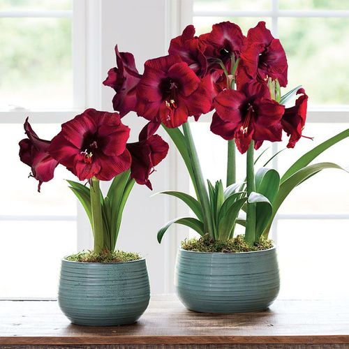 荷兰进口重瓣朱顶红种球带花苞超大带花四季种球