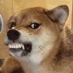 很经典的一句话:自己家的狗,见到家人就龇牙咧嘴,可是一看到外人就