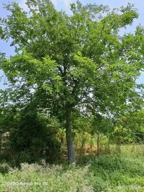 朴树是常绿还是落叶?