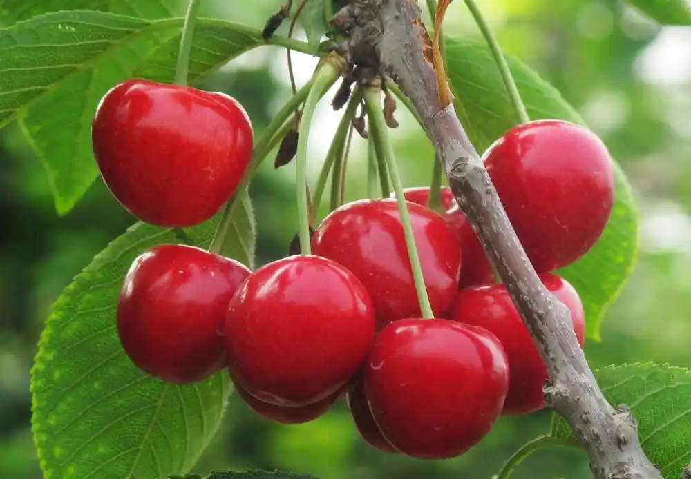 诱人的大樱桃