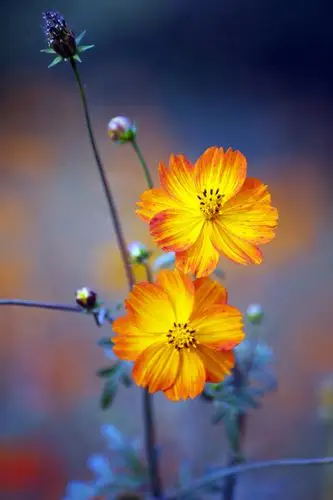 黄金菊(黄金菊的花语和寓意) - 植物百科