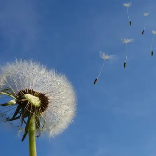 蒲公英的照片头像