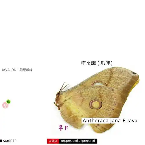 mf柞蚕蚕蛾爪哇antheraeajanaejava印尼标本类装饰画