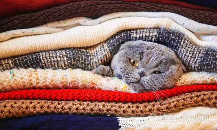 猫在一堆暖和的衣服选择性对焦自然