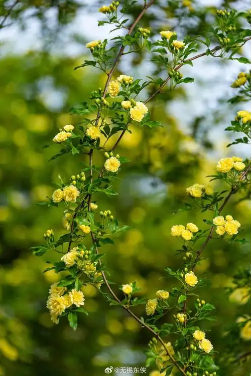 又见花星球的木香花开那长长的花朵尤如瀑布一般倾泻而下壮观而又优雅
