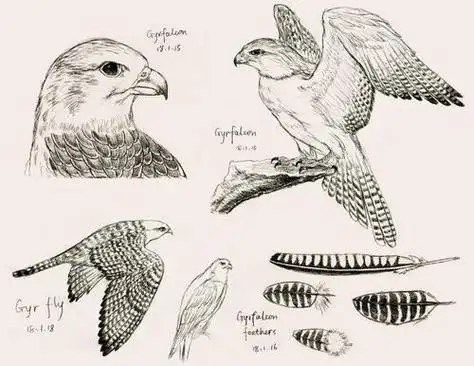 白鹰怎么画简笔画简笔画展翅的老鹰儿童老鹰简笔画图片雄鹰展翅图片简