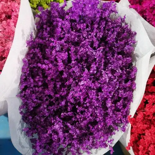 云南昆明新鲜勿忘我鲜花水晶草情人草批发花束配花摆摊夜市销售