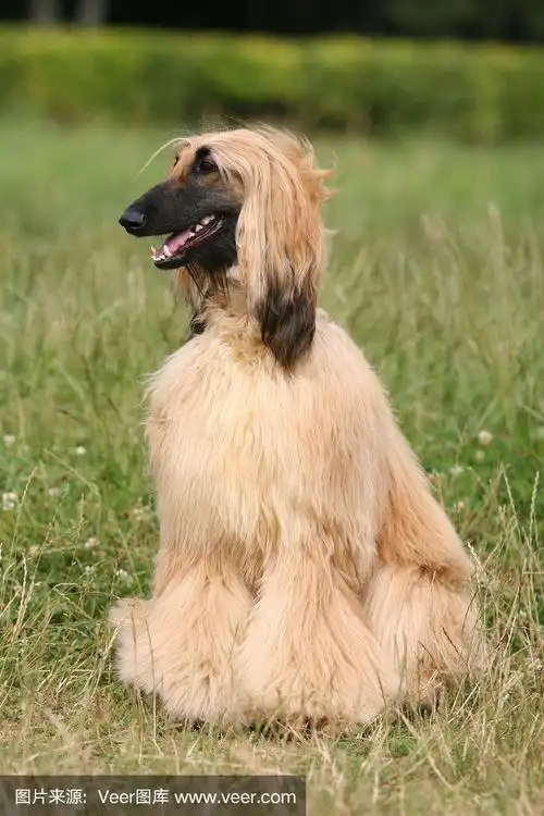 阿富汗猎犬
