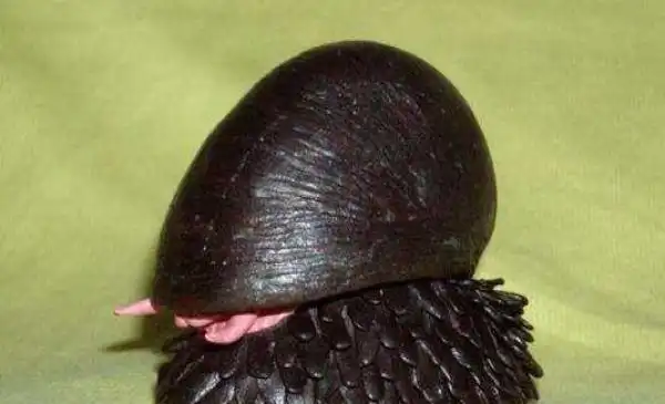 男子野外捡到一黑色蜗牛,用力都无法破坏其外壳,专家发现了真相