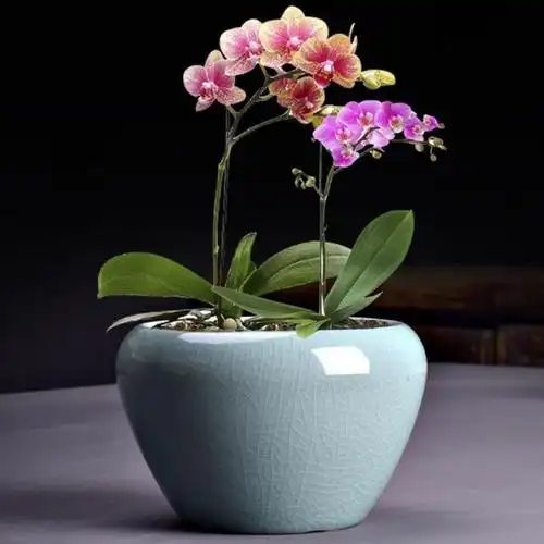 蝴蝶兰花盆创意青瓷绿萝陶瓷大号哥窑绿植君子兰家用吊兰盆栽多肉