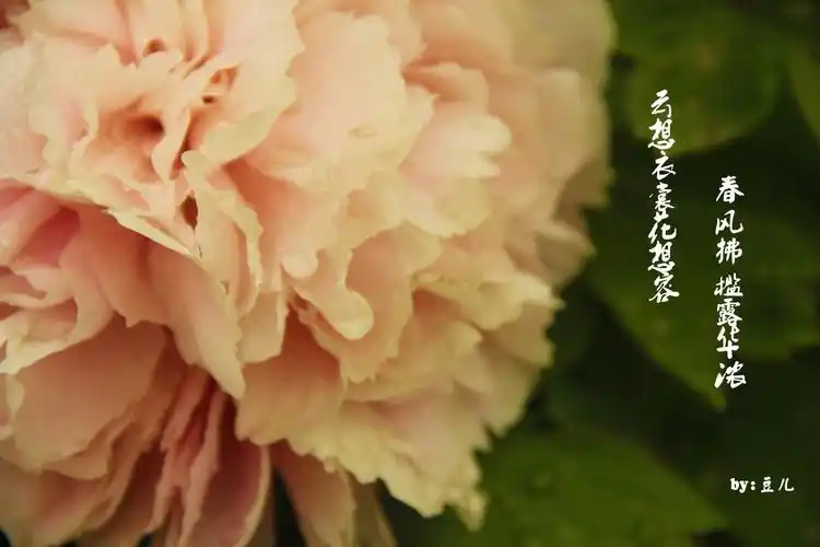 洛阳牡丹 - 堆糖,美图壁纸兴趣社区