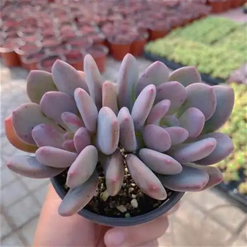 灰姑娘植物多肉韩版肉肉绿植盆栽园艺多肉植物