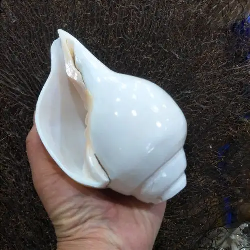 佛堂供具摆件 天然白海螺 右旋密宗法器佛前八供左旋白法螺
