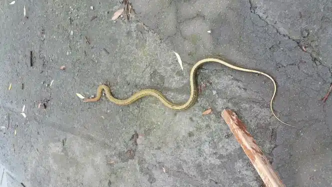 发布于2016-05-27 20:16   最佳答案 喷泉雾蛇,农村过去叫家蛇,吃