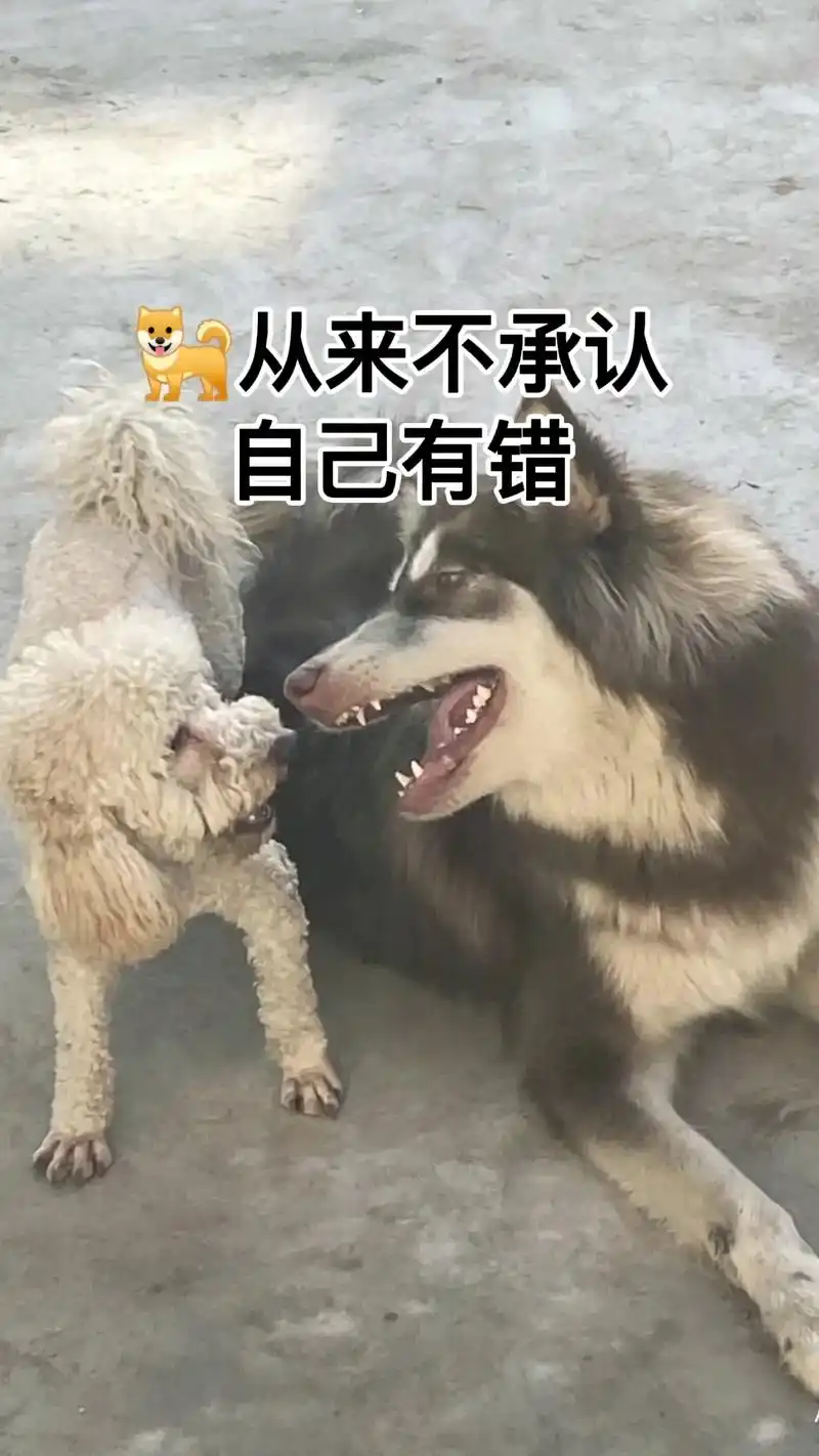 抖音图文来了 狗始终是狗,不通人性呀!你遇到过这样的狗吗? - 抖音