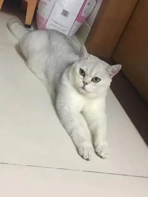 成年银渐层多少钱一只,成年银渐层多少斤才正常-吸猫网