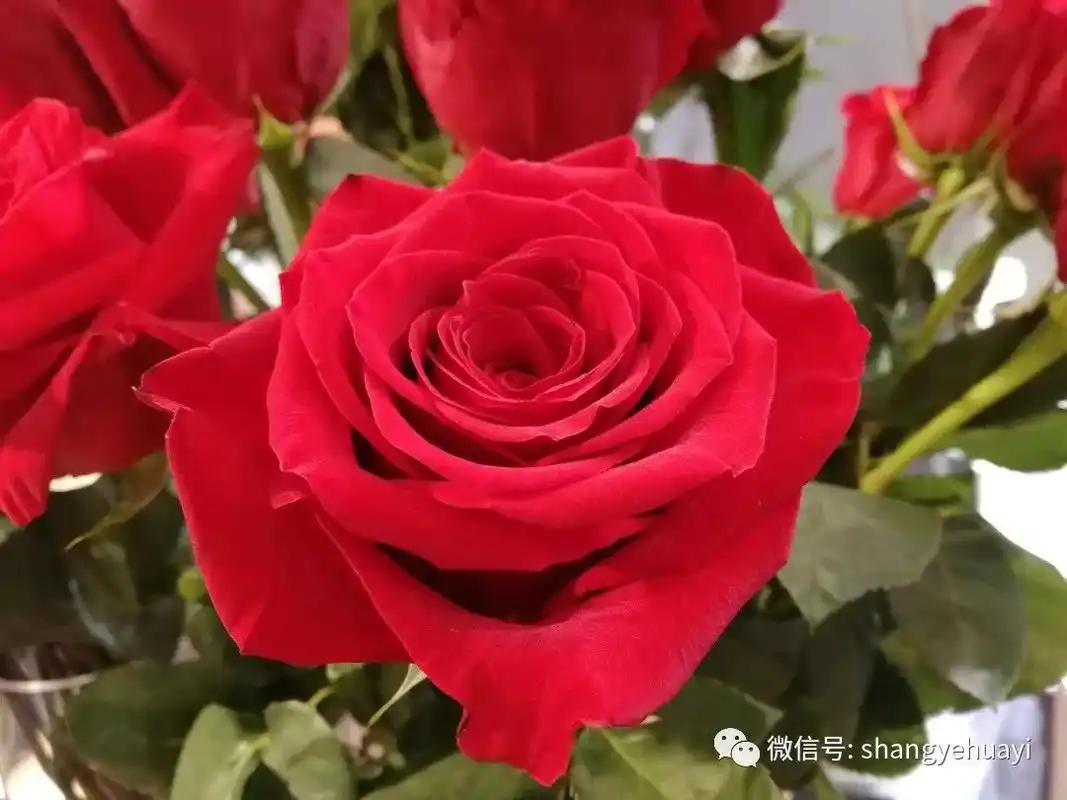 100种玫瑰之01——红玫瑰卡罗拉