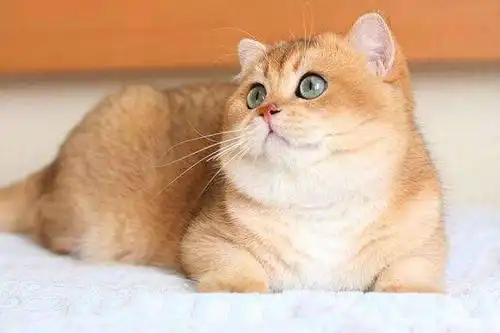猫咪中的"土豪金"英短金渐层,该如何挑选?颜色越黄越值钱吗?