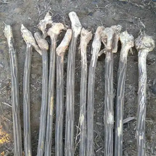 正宗五台山六道木九道木降龙木原木拐杖鞭杆武术棍鼓棒-阿里巴巴