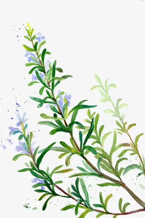 紫色植被迷迭香