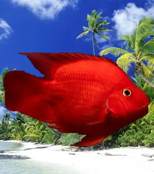红鹦鹉鱼活鱼热带观赏鱼淡水鱼风水招财元宝鱼红财神鱼发财鱼活体