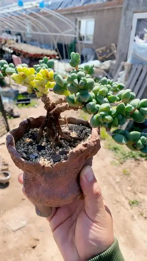 精品鹿角海棠锦7年母本提根造型老桩18592!