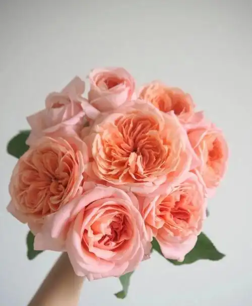 迪瑞特伦敦眼10支20支冷链包邮