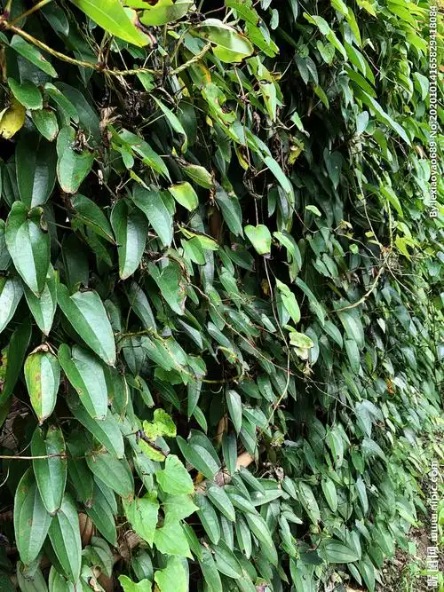 rgb100共享分举报收藏立即下载关 键 词:淮山藤 绿藤 藤 绿墙 叶子