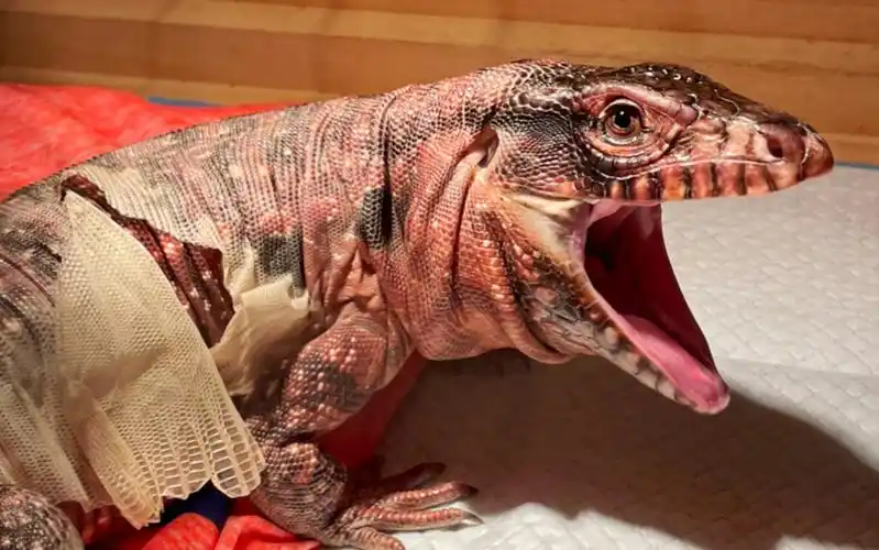 【红南美蜥-捏捏】把自己脱的皮吃掉啦