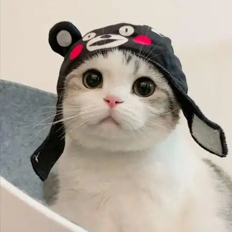 可爱猫咪头像男生萌萌哒 男生头像图片大全 -【爱个性】