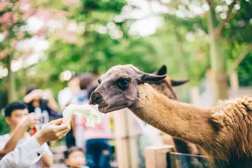 去动物园,带颗白菜,冲冲水,投食play.
