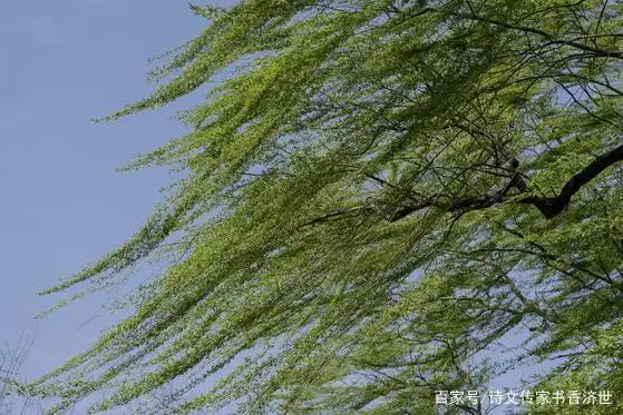 柳树翩翩起舞