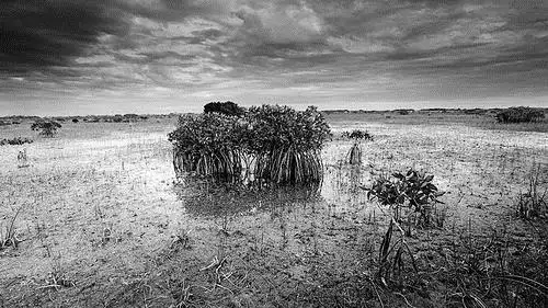 首页 研究成果   到目前为止,恢复美国佛罗里达大沼泽地丰富生态环境
