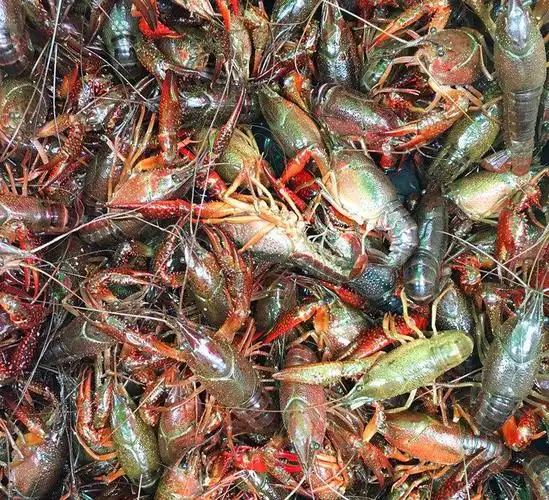 鄱阳湖清水小龙虾鲜活批发淡水小龙虾青虾/青红虾456789钱22元/斤