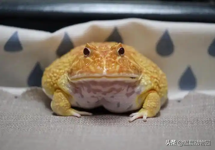 角蛙怎么养颜色鲜艳(角蛙怎么养颜色鲜艳角蛙饲养注意事项)