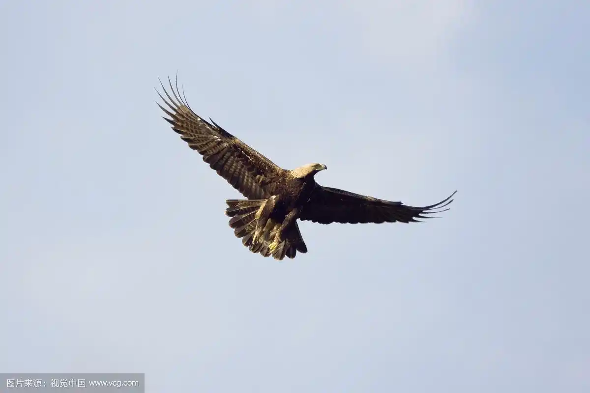 2008年6月,欧洲东斯洛伐克,飞行中的东方帝王鹰(aquila heliaca)