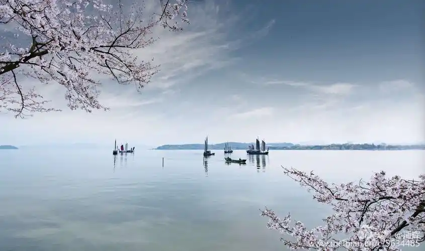 素雅烂漫樱花雨