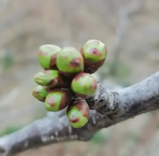 汶川车厘子  #成长  #汶川车厘子自由