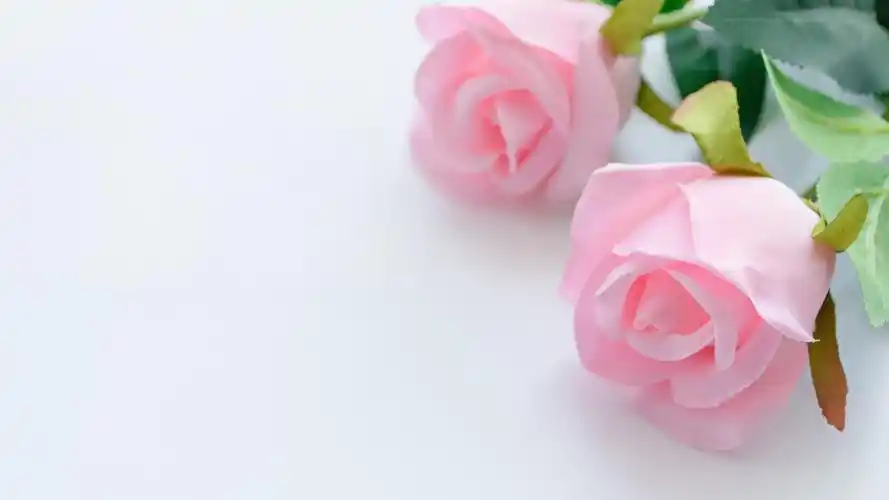 爱情 粉色玫瑰花4k背景图片壁纸(小清新静态壁纸) - 静态壁纸下载