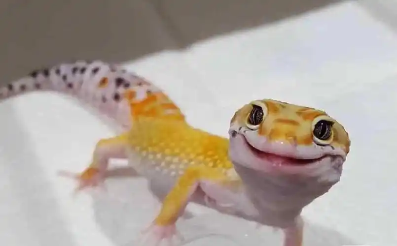 最适合房间养的小宠豹纹守宫