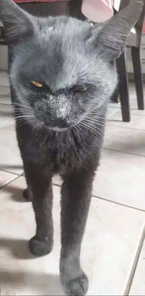 当黑猫遇上面粉,画面总是那么恐怖