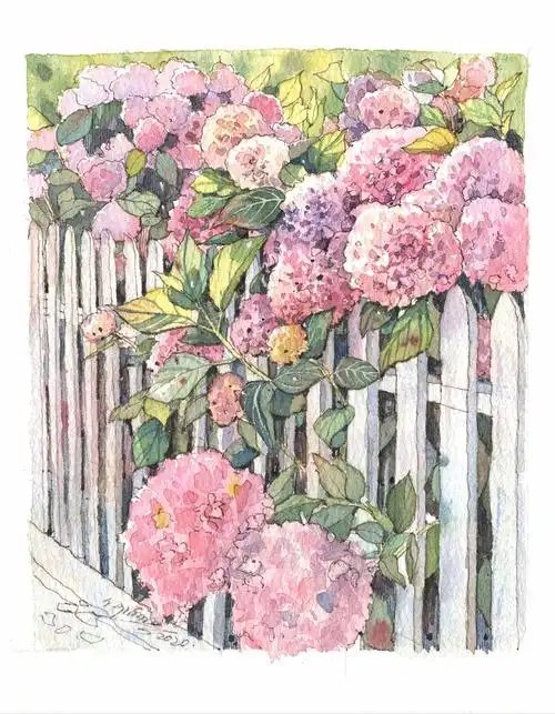 钢笔淡彩绣球花
