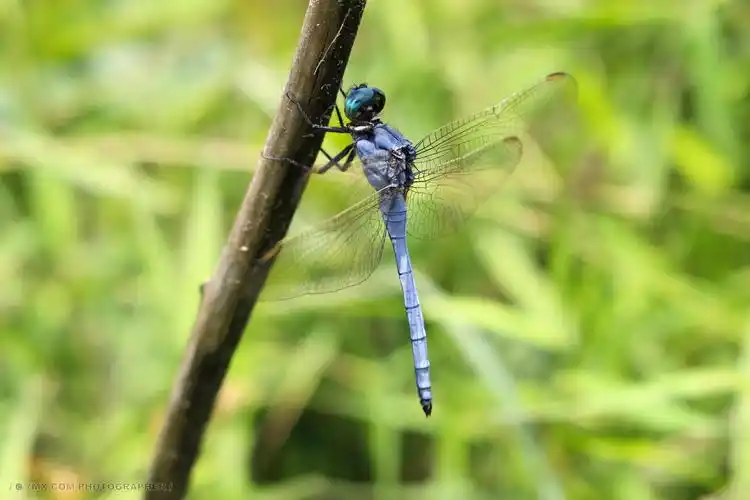 蓝蜻蜓 动物 野外 动物 蜻蜓 飞行 昆虫 精灵 益虫 蓝蜻蜓 动植物