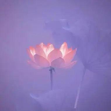 抖音/荷花头像/_微信头像_我要个性网