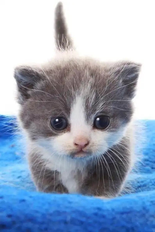 萌萌哒小奶猫 - 堆糖,美图壁纸兴趣社区