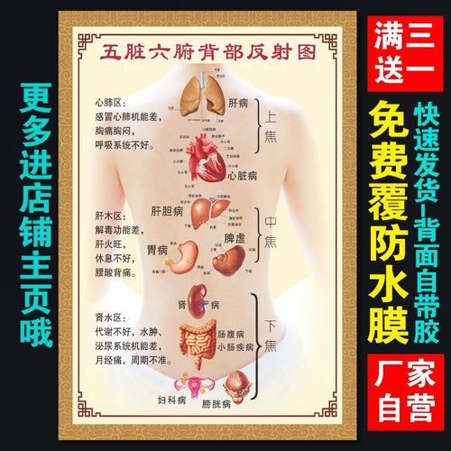 中医养生美容馆五脏六腑背部反射图高清海报图片背部反射广告贴画
