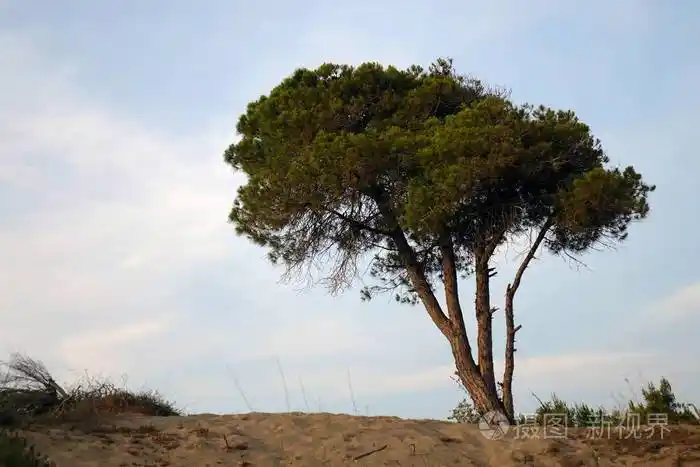 沙丘上的松树