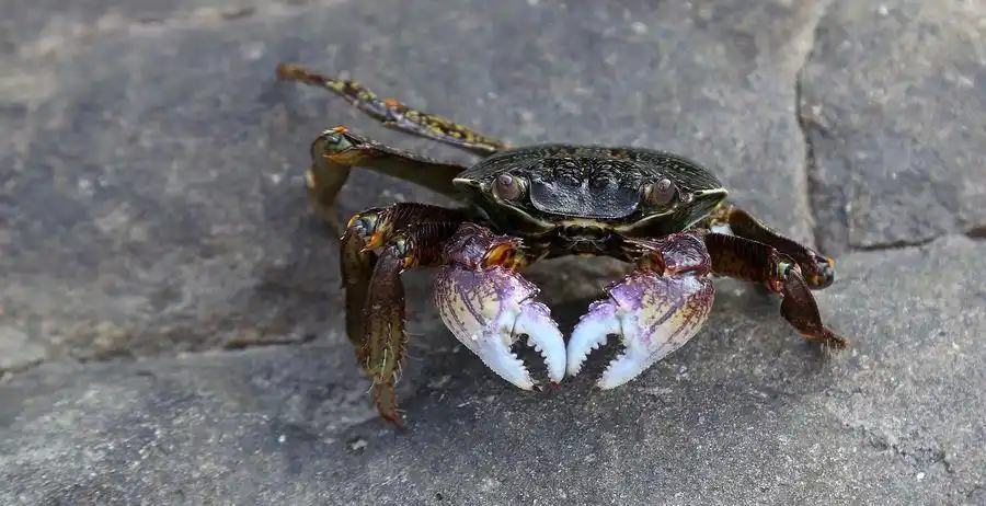 横行霸道之螃蟹
