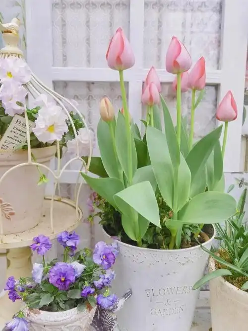 今年第一个开花的郁金香来啦